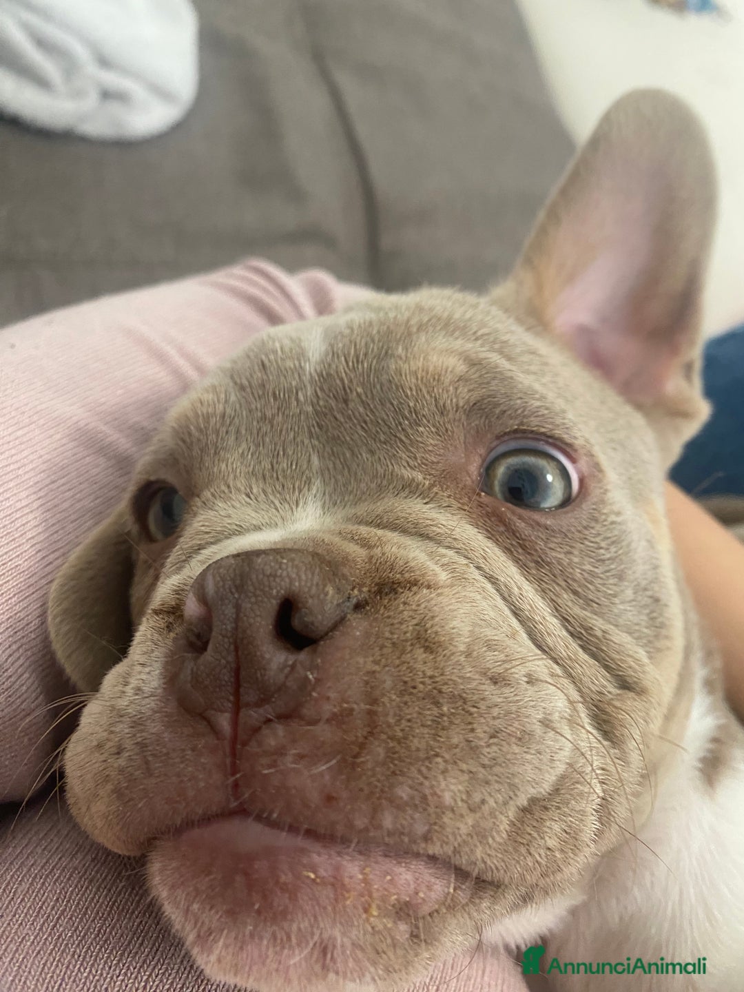 Altre razze cani in regalo: cane di nome Tyson - Annuncio 5