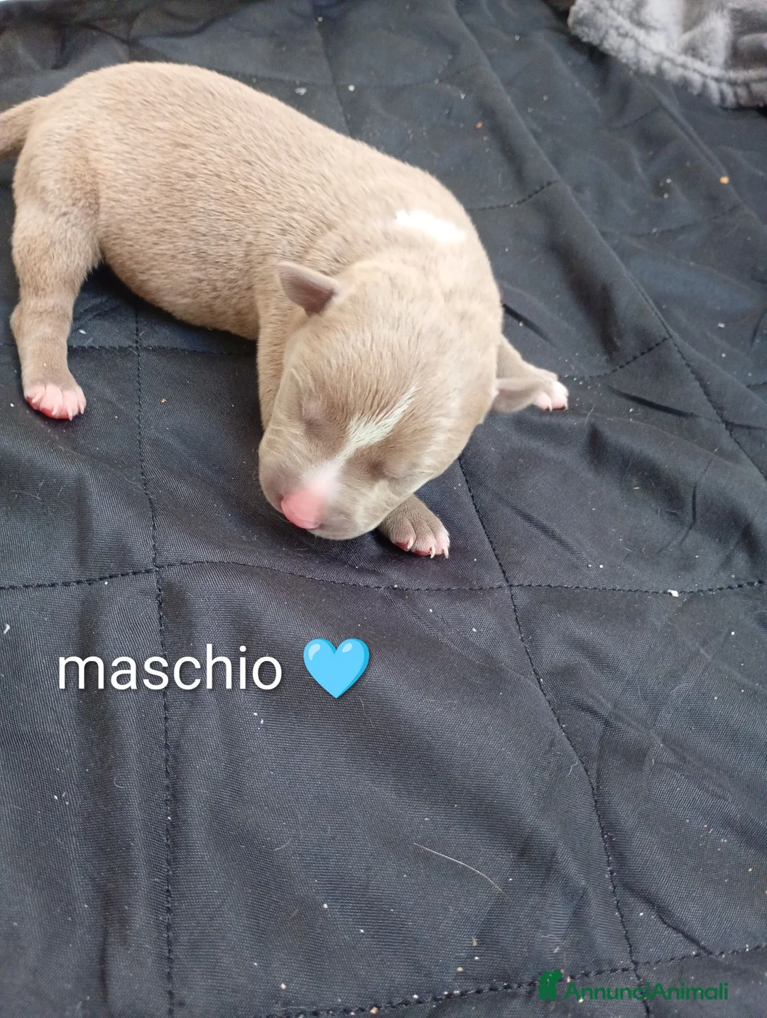 Pitbull cani in vendita: Cuccioli di american Pitbull  - Annuncio 1
