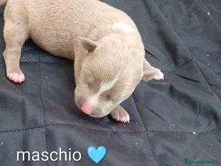 Pitbull cani Cuccioli di american Pitbull - Annuncio 2
