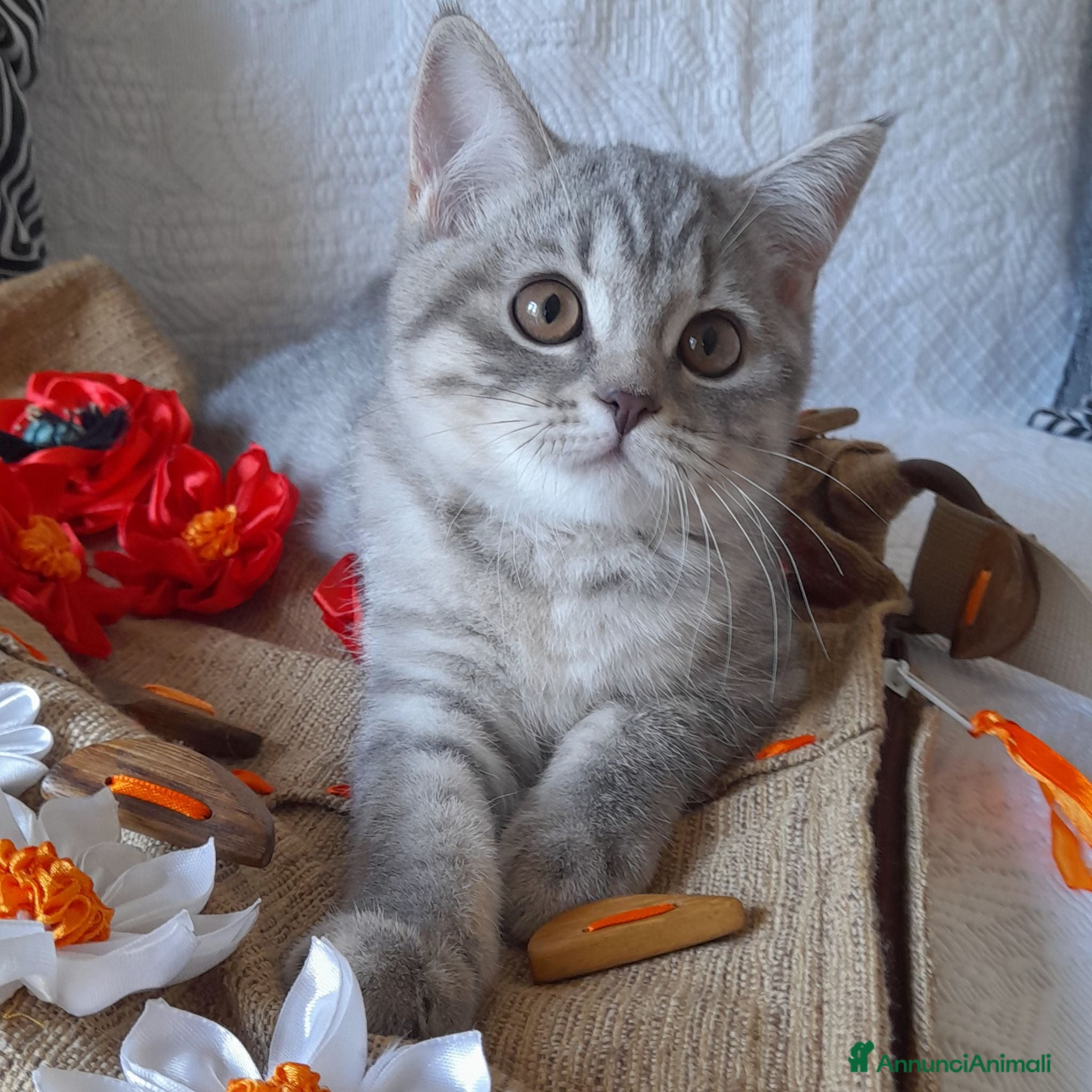 Scottish gatti Cuccioli Scottish fold e straight  - Annuncio 2