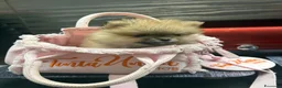Spitz cani in vendita: Pomerania - Annuncio 3