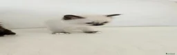 Sacro di Birmania gatti in vendita: Cuccioli Sacro di Birmania disponibili  - Annuncio 3
