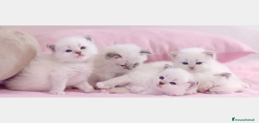 Immagine della galleria {{count}}