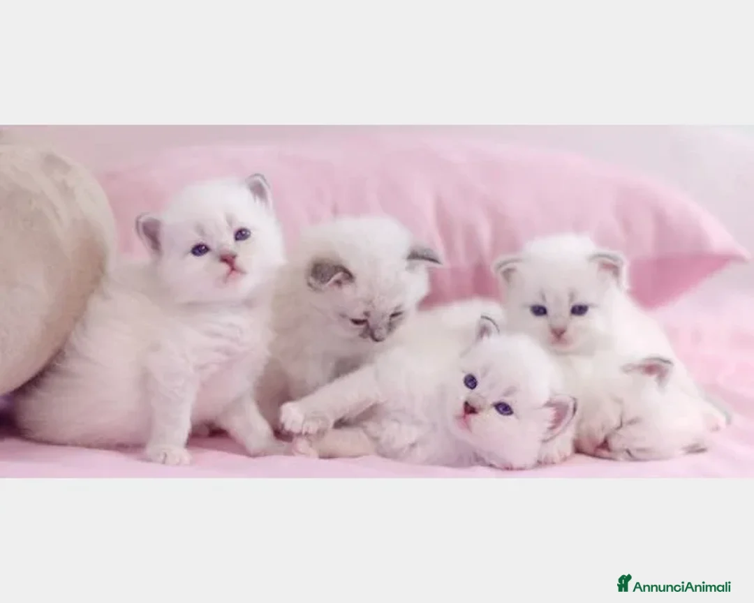 Immagine della galleria {{count}}