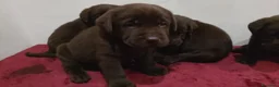 Labrador cani in vendita: Cuccioli labrador  - Annuncio 4