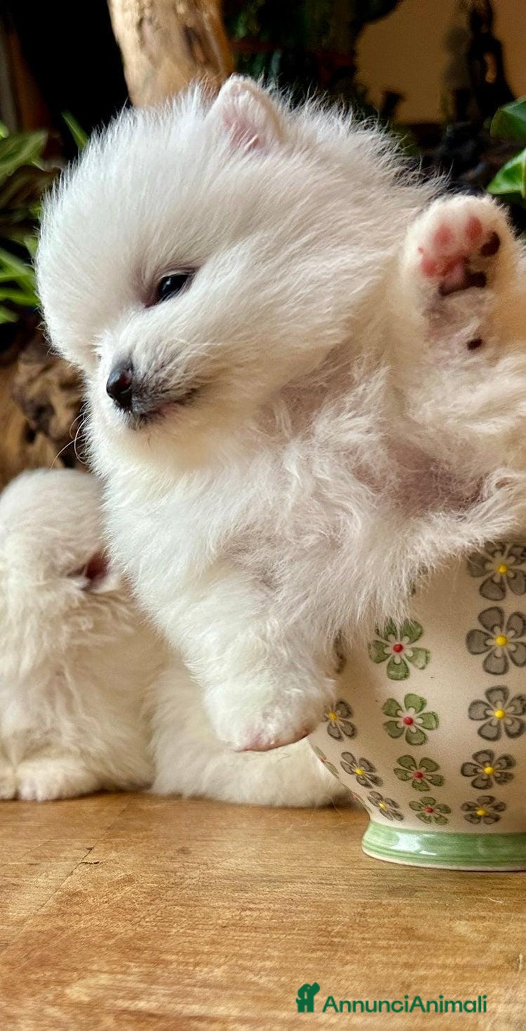 Volpino Pomerania cani in vendita: Cuccioli di Pomerania - Annuncio 3