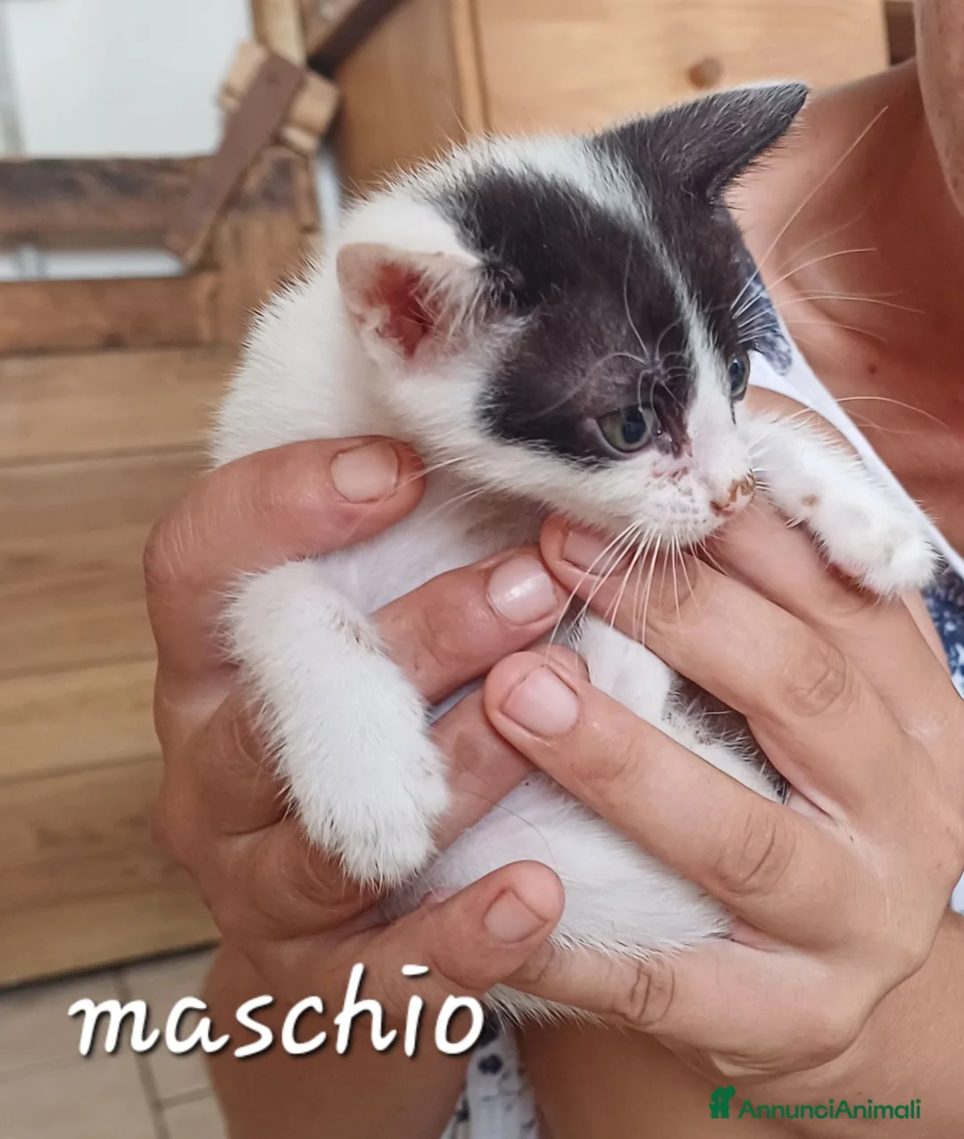 Meticcio gatti in regalo: Gattini - Annuncio 5