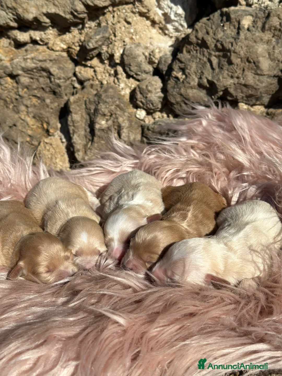 Maltipoo cani in vendita: Cuccioli di Maltipoo - Annuncio 7