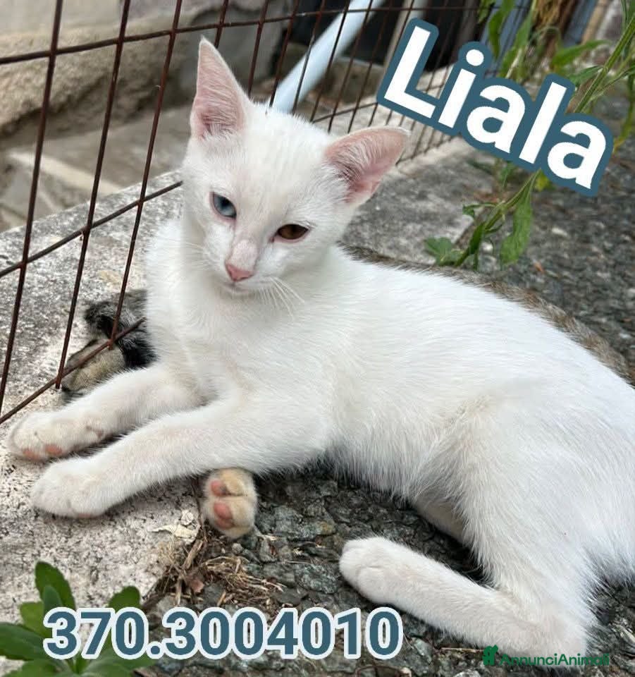 Altre razze gatti LIALA GATTINA SPLENDIDA - Annuncio 13