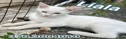 Altre razze gatti in regalo: LIALA GATTINA SPLENDIDA - Annuncio 1