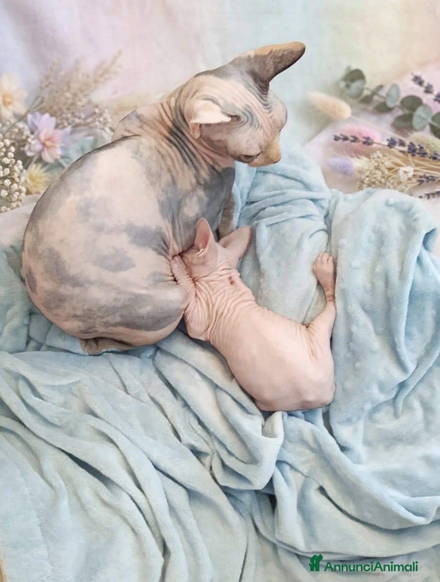 Sphynx gatti Allevamento con affisso - Annuncio 18