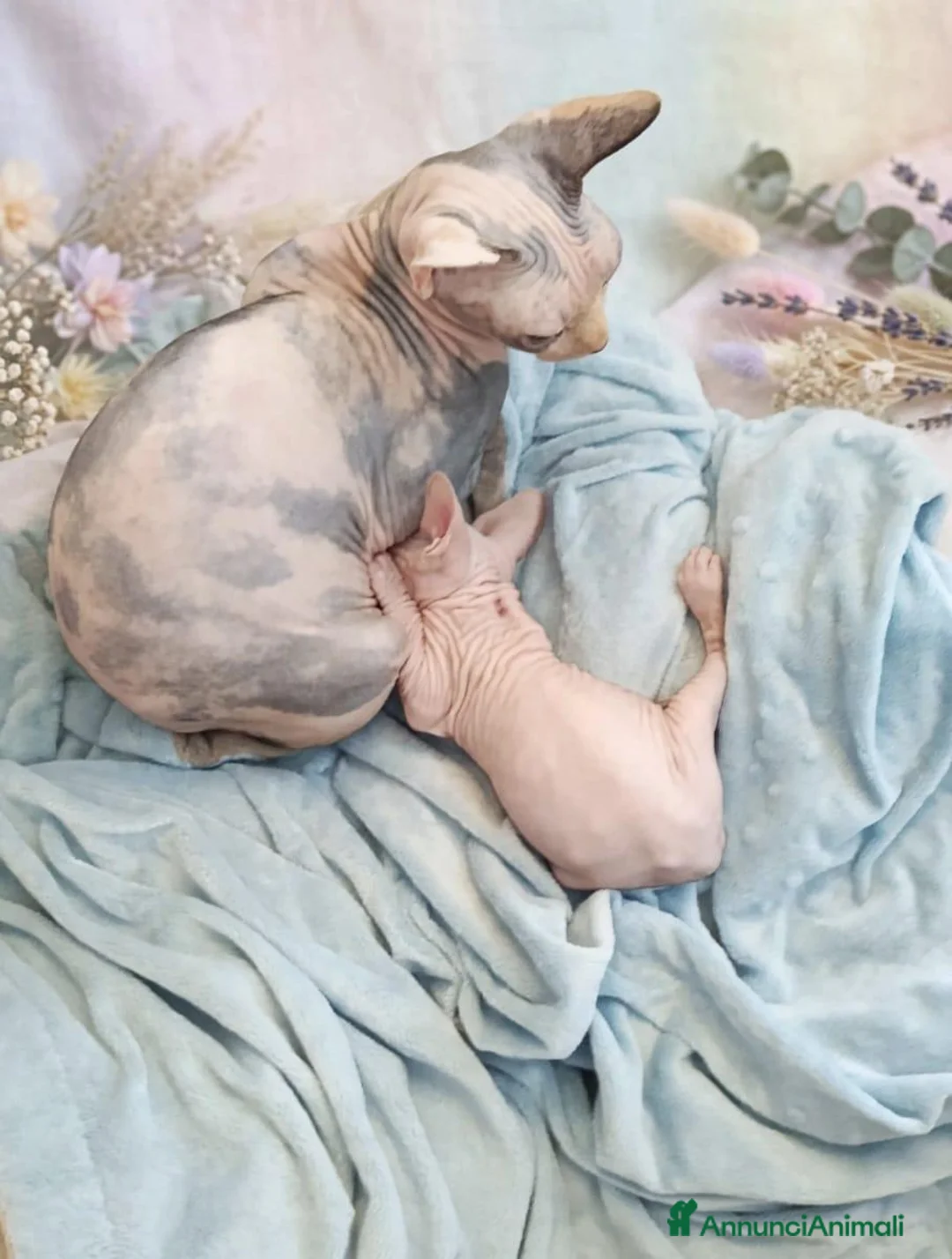 Sphynx gatti in vendita: Allevamento con affisso - Annuncio 1