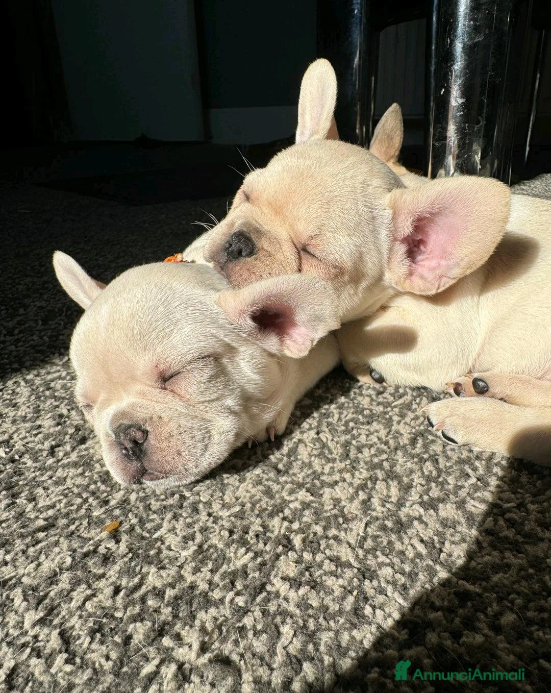 Bulldog Francese cani in vendita: Cuccioli di Bulldog Francese Registrati KC a Città metropolitana di Milano - Annuncio 7