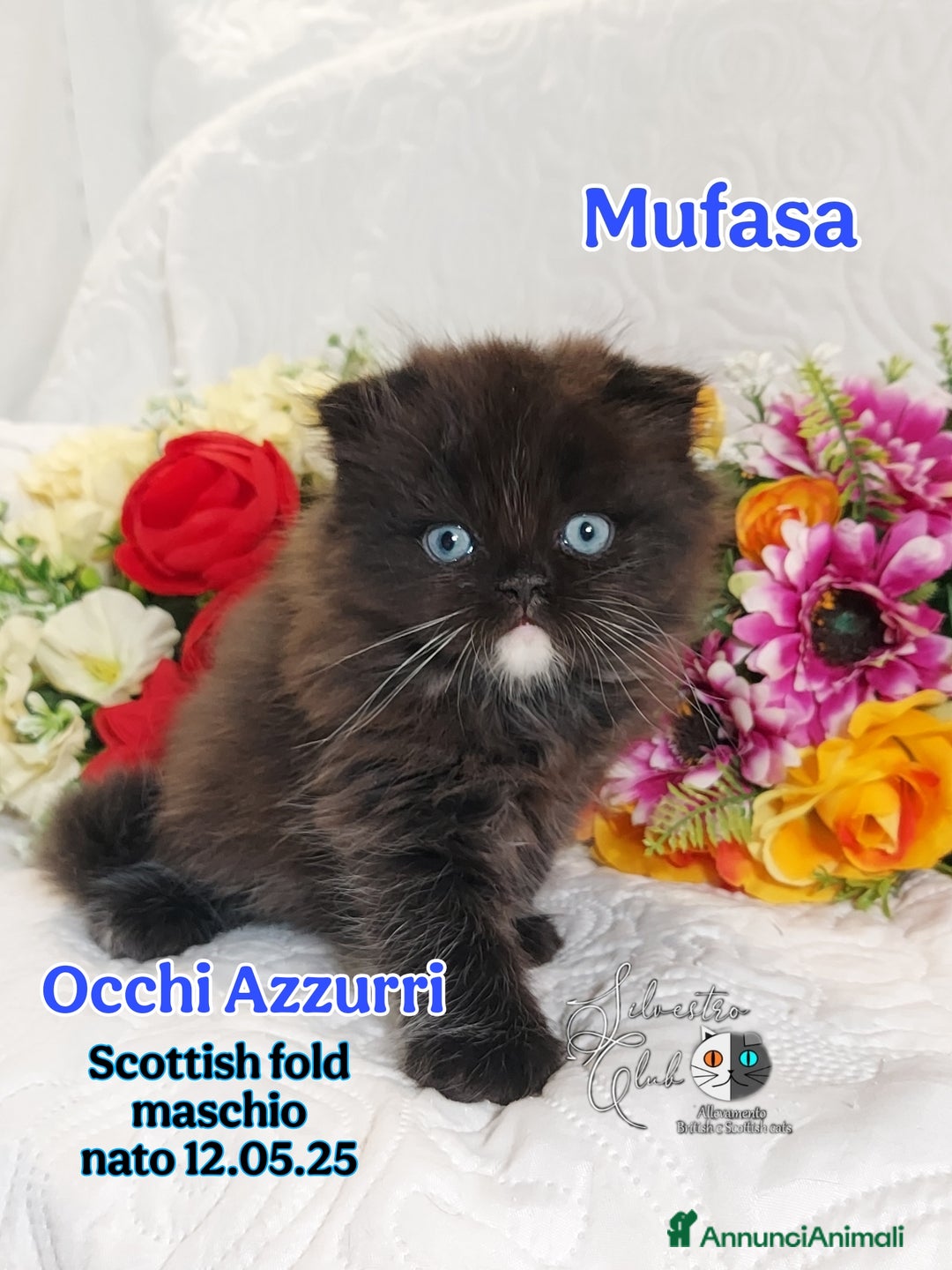 British gatti in vendita: British  / Scottish occhi AZZURRI  a Provincia di Pavia - Immagine 7