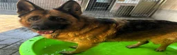 Meticcio cani in regalo: IBRA PASTORE TEDESCO - Annuncio 2