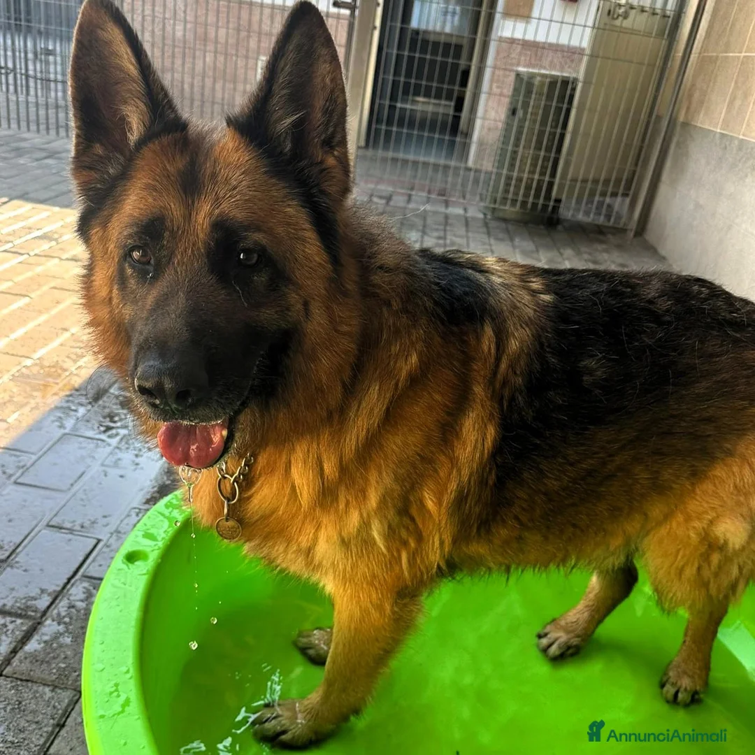 Meticcio cani in regalo: IBRA PASTORE TEDESCO - Annuncio 2