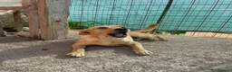 Meticcio cani in regalo: ARGO DOLCE CUCCIOLONE - Annuncio 2