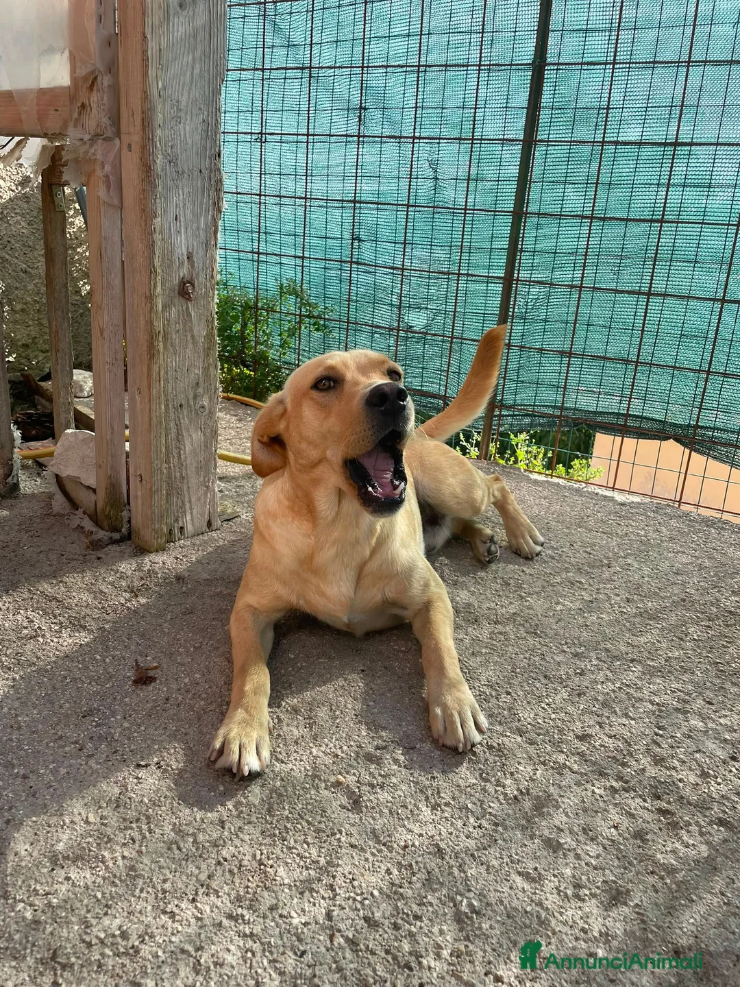 Meticcio cani in regalo: ARGO DOLCE CUCCIOLONE - Annuncio 2