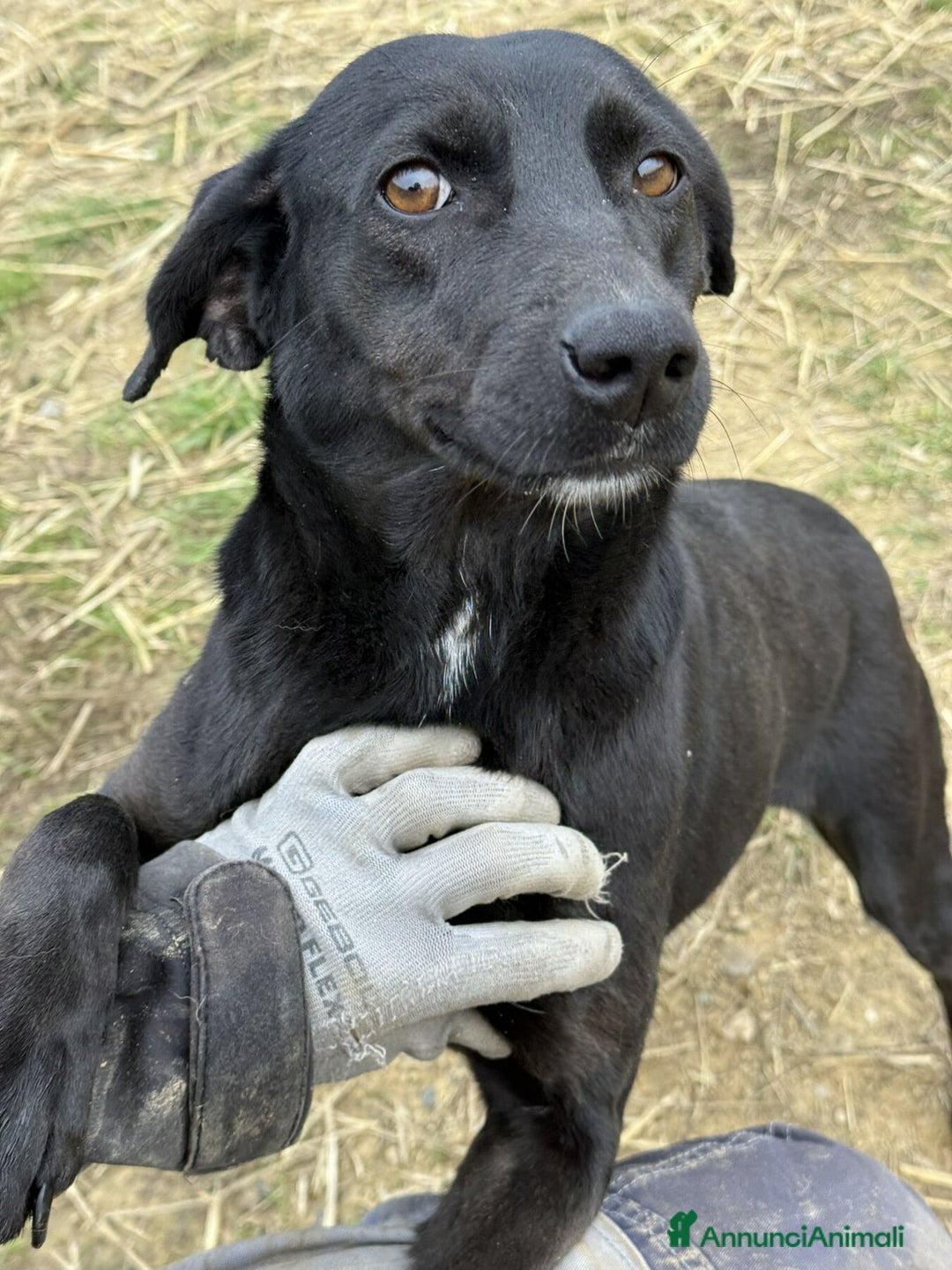 Meticcio cani in regalo: ZARA, in canile è tristissima!! - Annuncio 5