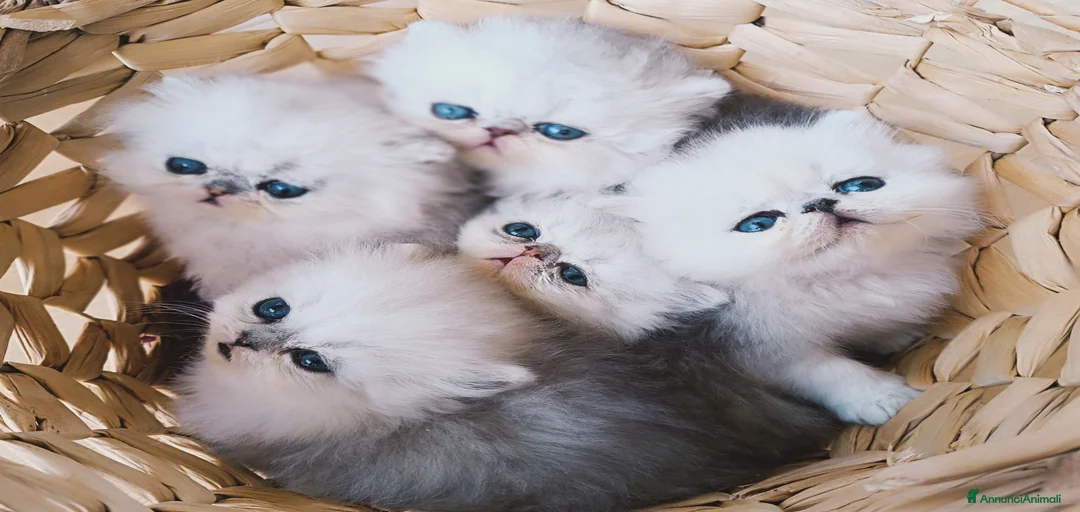 Immagine della galleria {{count}}