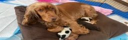 Cocker cani in vendita: Cuccioli di cocker spaniel a Città metropolitana di Roma Capitale - Annuncio 1