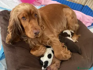 Cocker cani Cuccioli di cocker spaniel - Annuncio 2