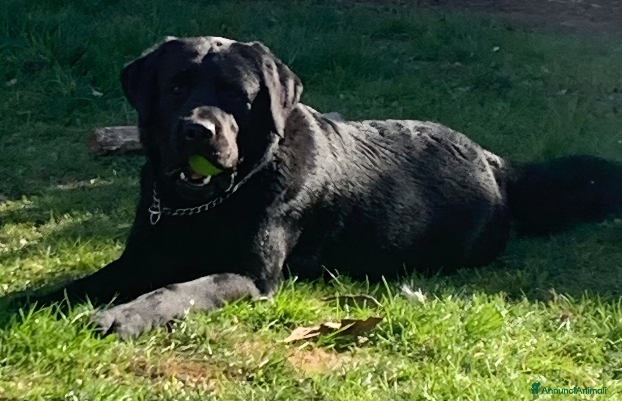 Labrador cani in vendita: Cuccioli labrador con pedegree - Annuncio 5