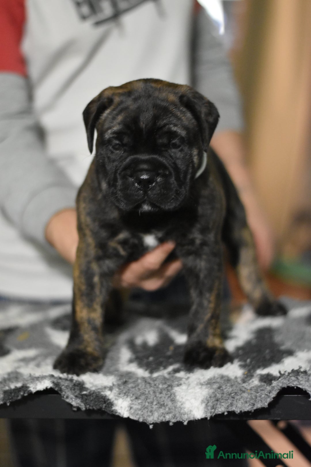 Bullmastiff cani in vendita: CUCCIOLI BULLMASTIFF - Annuncio 3