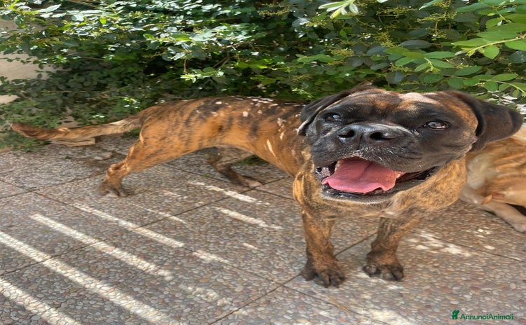 Boxer cani a Pomezia - Annuncio 5