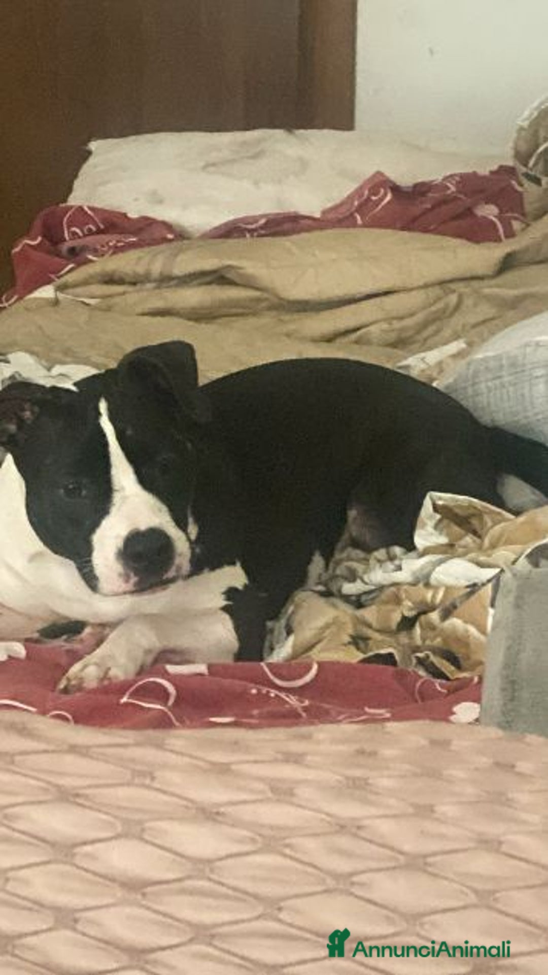 Pitbull cani in regalo: GUNDO e la gioia di vivere! - Annuncio 3