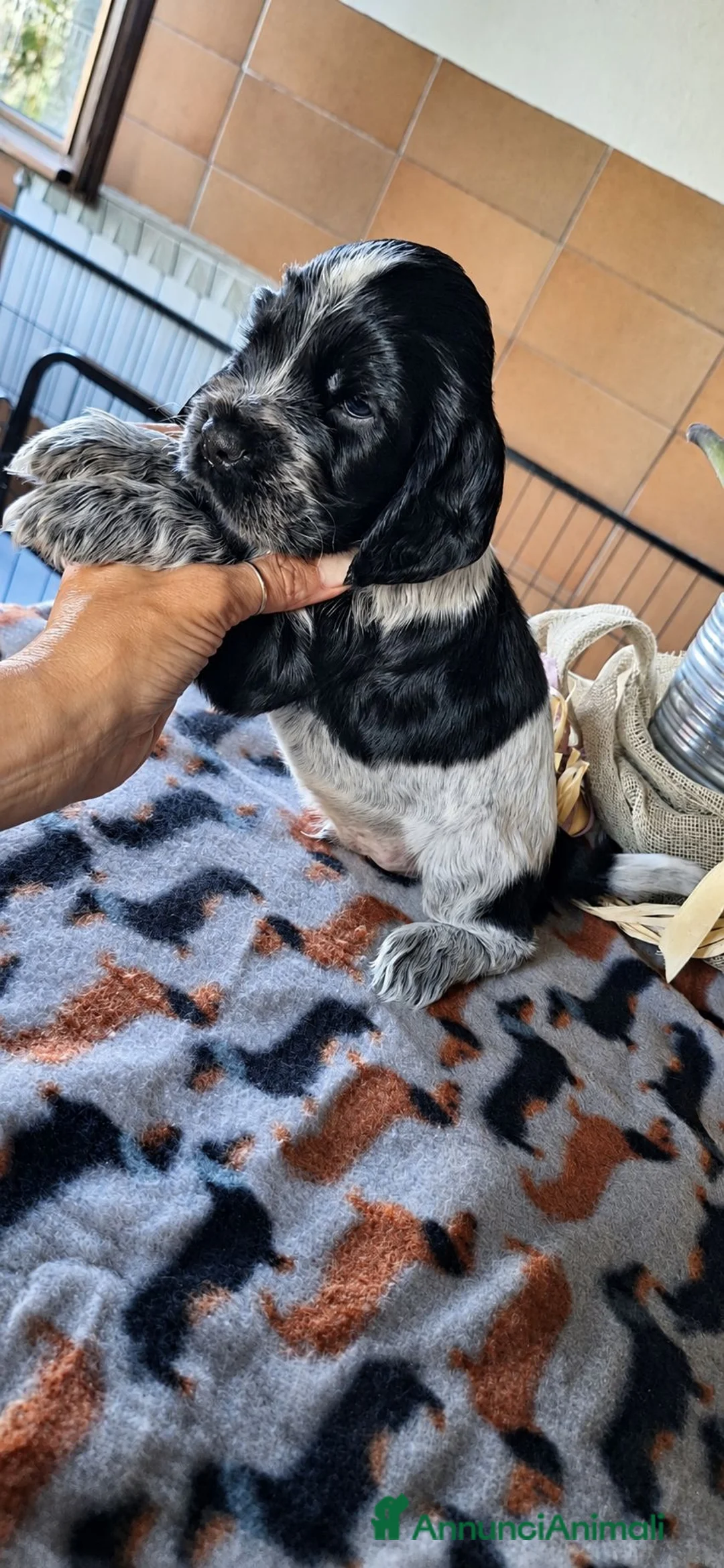 Cocker cani in vendita: Asher cucciolo di cocker spaniel inglese  - Annuncio 2