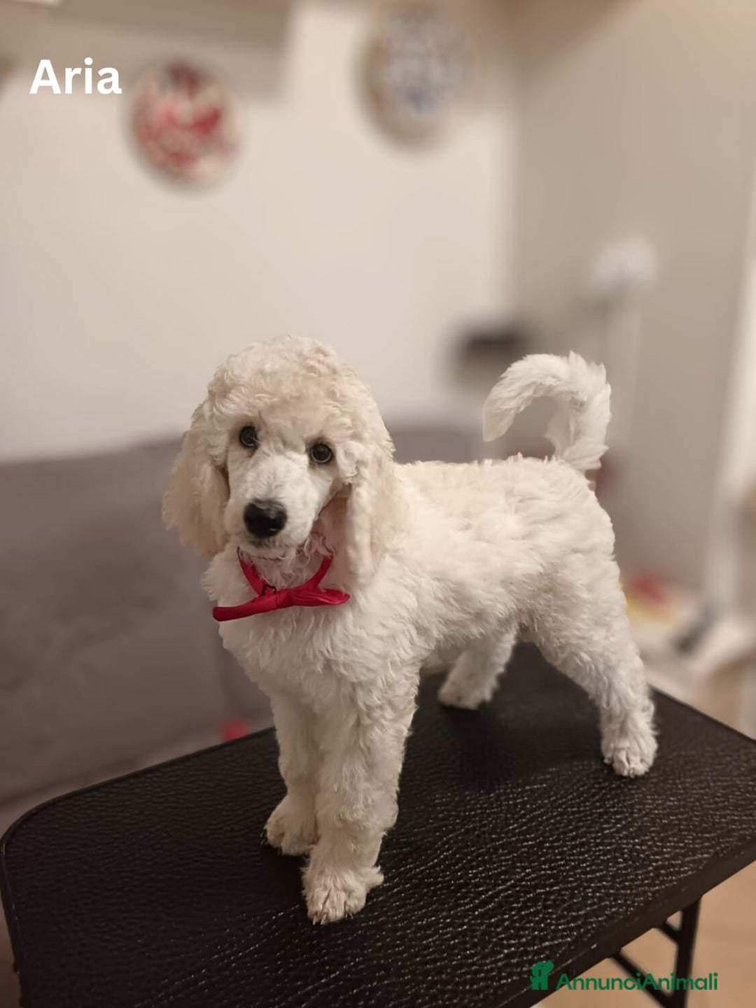 Barbone cani in vendita: Cuccioli di Barboncino con Pedigree ENCI 🐩 a Città metropolitana di Roma Capitale - Annuncio 9