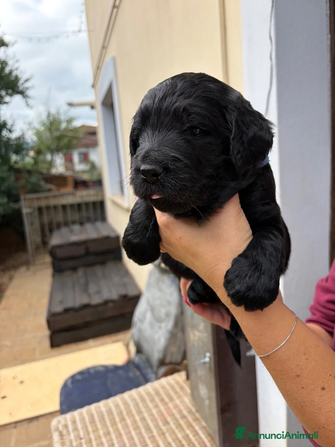 Meticcio cani in vendita: Cuccioli di Goldendoodle  - Annuncio 39