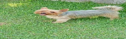 Yorkshire cani per accoppiamento: Maschio per accoppiamento, cerco femmina a Provincia di Asti - Annuncio 5