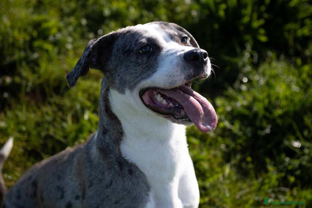 Meticcio cani in regalo: TALA, meravigliosa cagnolona tanto dolce! a Città Metropolitana di Firenze - Immagine 9