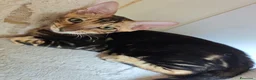 Bengala gatti in vendita: Cuccioli gattini bengale pronti - Annuncio 15