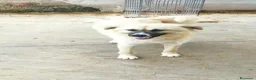 Meticcio cani in regalo: Burka adorabile pastorina - Annuncio 9
