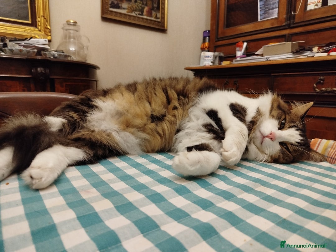 Norvegese gatti in vendita: Gattini Mix norvegese ( pelo lungo)  - Annuncio 2