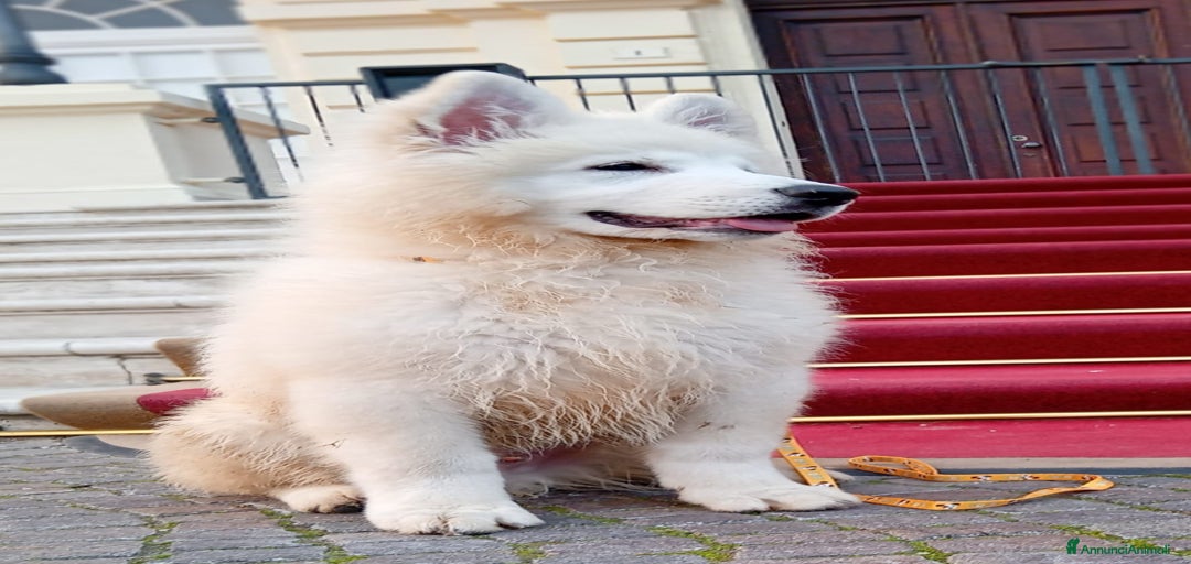 Immagine della galleria {{count}}