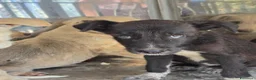 Meticcio gatti in regalo: 22CUCCIOLI !!! AIUTATECI A TROVAR CASA!SICILIA SOS - Annuncio 3