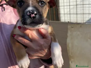 Meticcio cani C cerca casa - Annuncio 11