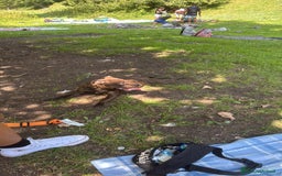 Staffordshire cani per accoppiamento: Cerco Staffordshire femmina per accoppiamenro - Immagine 3