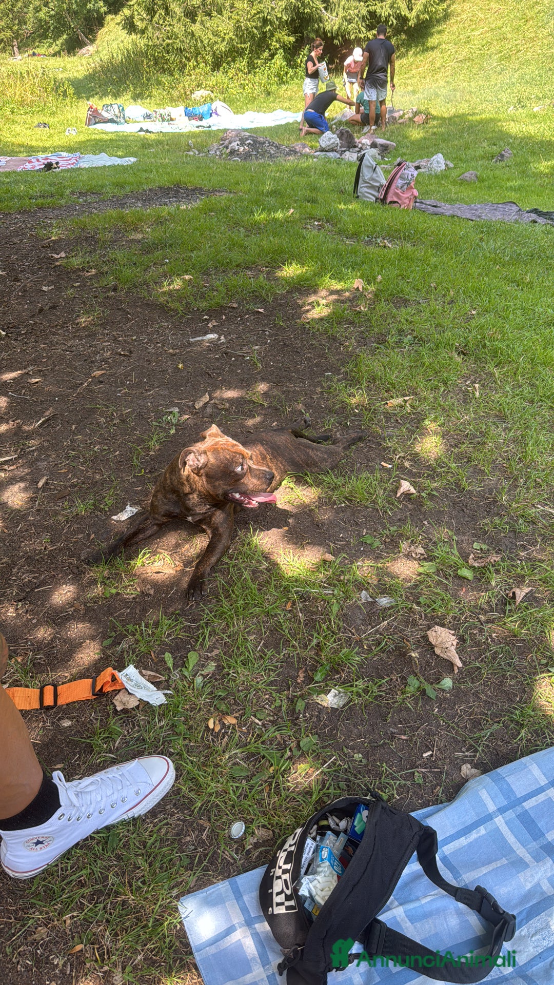 Staffordshire cani per accoppiamento: Cerco Staffordshire femmina per accoppiamenro - Immagine 3