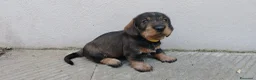 Bassotto cani in vendita: bassotto tedesco pelo forte  a Provincia di Bergamo - Annuncio 3