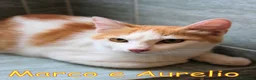 Europeo gatti in regalo: MARCO E  AURELIO DOLCISSIMI GATTINI - Annuncio 6