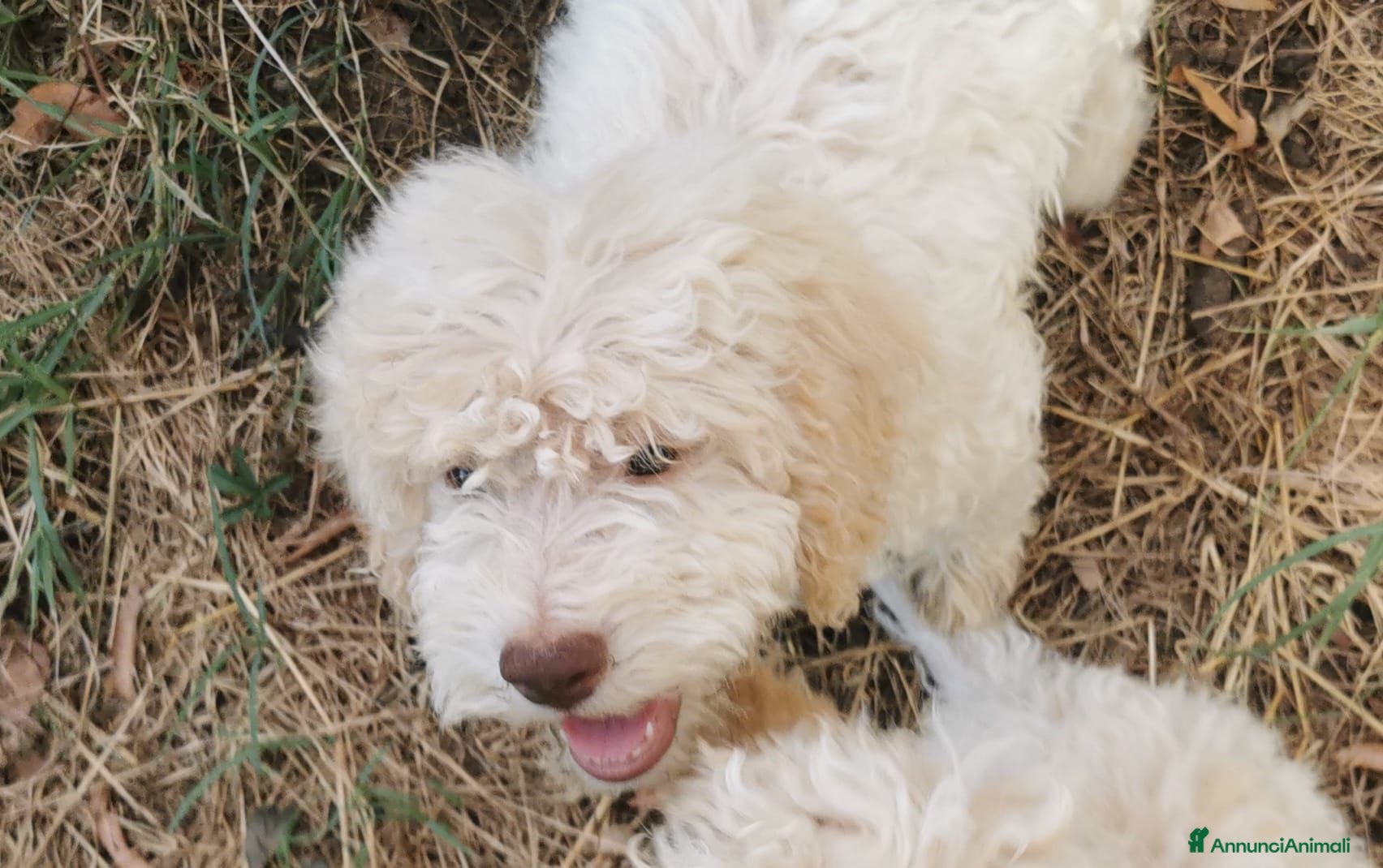 Lagotto cani Cuccioli di 3 mesi Lagotti romagnoli  - Annuncio 3