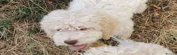 Lagotto cani in vendita: Cuccioli di 3 mesi Lagotti romagnoli  - Annuncio 1