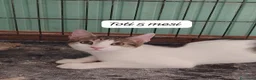 Altre razze gatti in regalo: Gattini destinati alla colonia  a Provincia di Ferrara - Annuncio 7