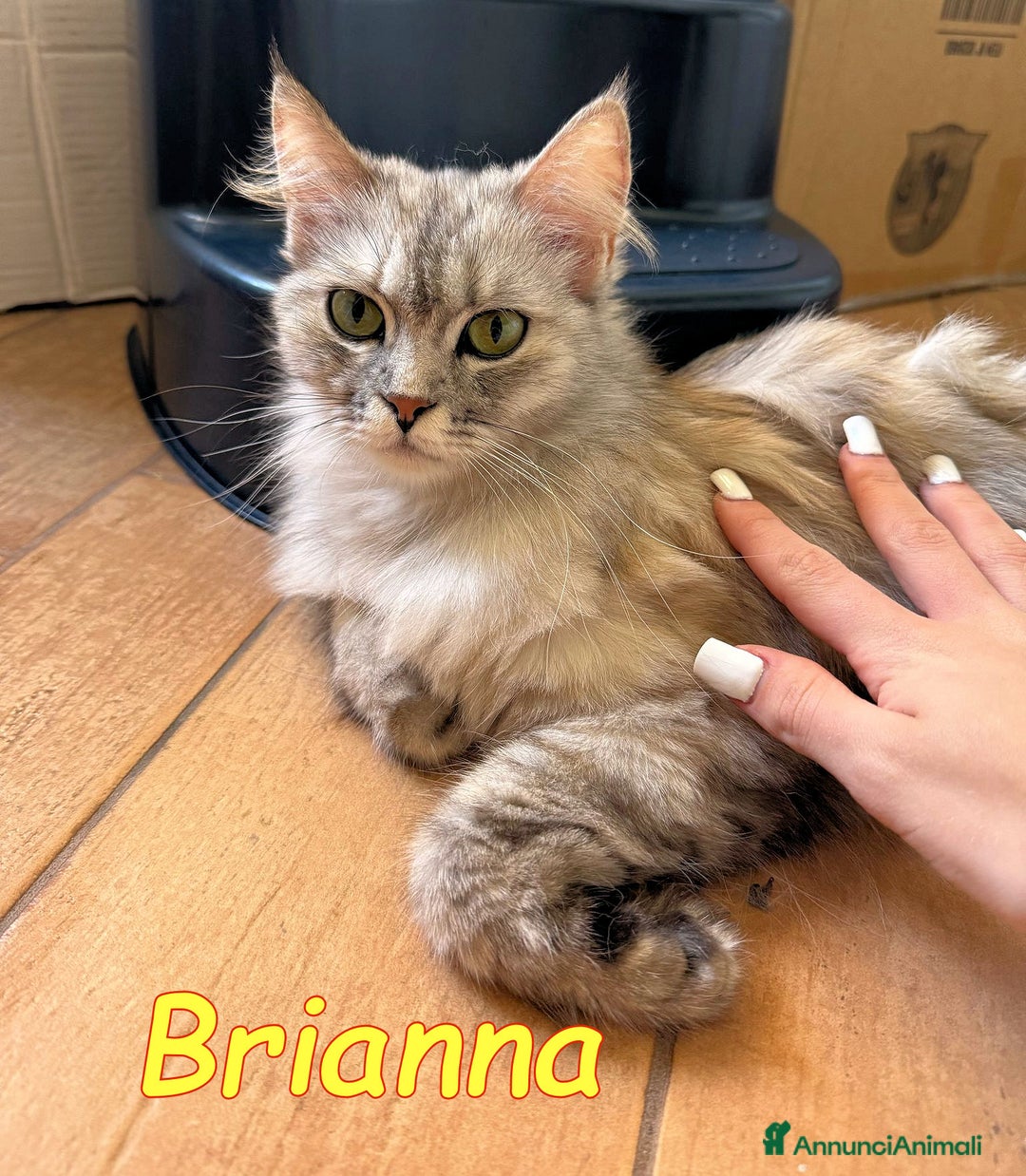 Persiano gatti in regalo: BRIANNA SPLENDIDA GATTINA PERSIANA a Città metropolitana di Roma Capitale - Immagine 2