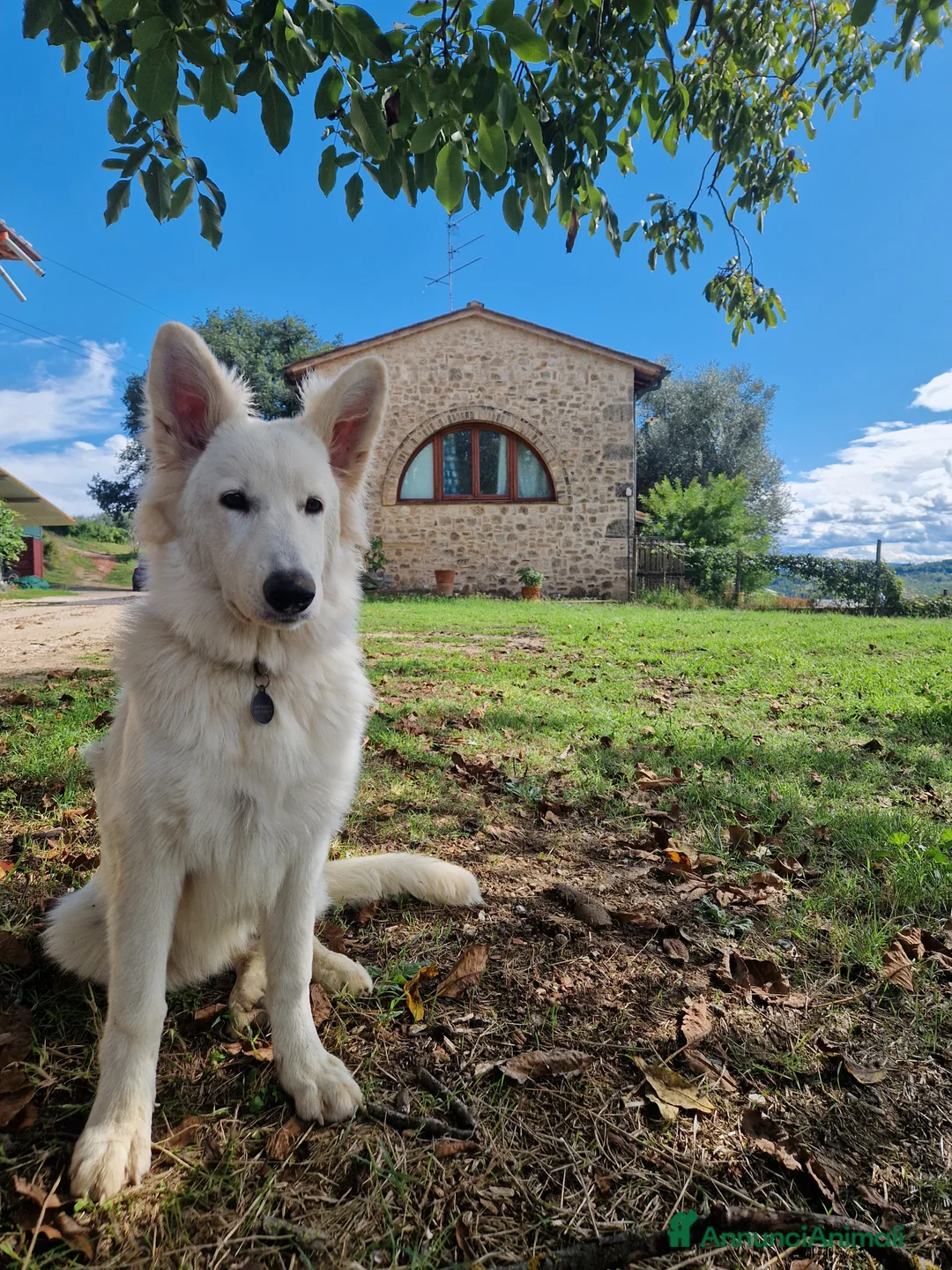 Pastore Svizzero cani per accoppiamento: Cercasi maschio per accoppiamento - Annuncio 4